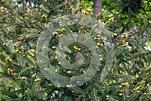 background green plant young flowering spruce