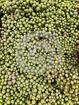 Background with green plants