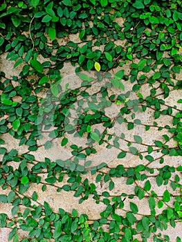 Background of green plants vines on the wall in potrait