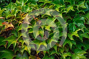 Background from green polyhedral leaves