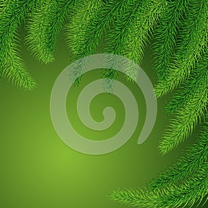 Background of green prickly branches of a Christmas tree