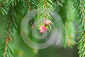 Background green prickly branches of a fur-tree or pine