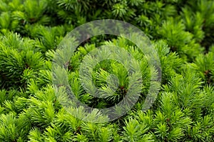 Background green prickly branches of a fur-tree or pine