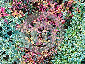 background of green and redleaves