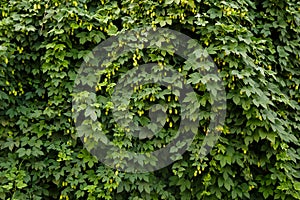 Background of green ripe hop cones. Ingredients for the production of organic beer. Brewing. Backdrop of the Oktoberfest