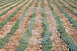 Background with green rows of herb. Field of immortele plants