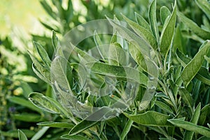 Background of green Sage leaves in the garden, aromatic herbs