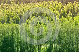 Background With Green Spring Forest