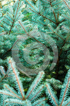 Green spruce branches background