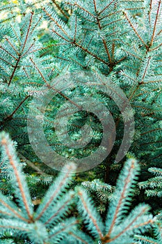 Green spruce branches background