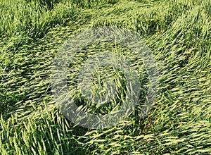 background of green stalks of wheat lying on the ground