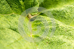 Background green textured leaf with lines