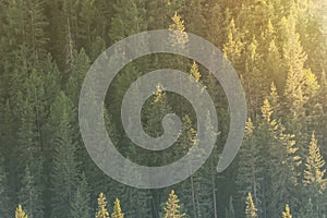 Background of green trees, slope of a mountain with fir trees in the sunlight