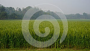 Background of green wheat field in Bangladesh. Landscape with row of green wheat grains in wheat field