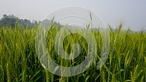 Background of green wheat field in Bangladesh. Landscape with row of green wheat grains in wheat field