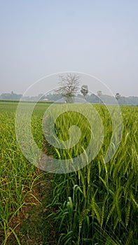 Background of green wheat field in Bangladesh. Landscape with row of green wheat grains in wheat field