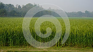 Background of green wheat field in Bangladesh. Landscape with row of green wheat grains in wheat field