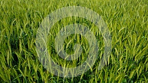 Background of green wheat field in Bangladesh. Rows of green wheat grains in a wheat field