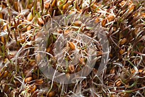 Background of green wheat germ closeup