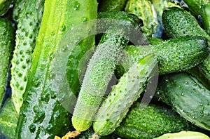 Background green whole cucumbers, top view, agriculture and crop concept, diet and consumption of organic vegetables