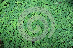 Background Green Wood Sorrel Plants