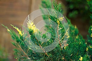 Background from green yellow Chinese juniper Stricta variegata