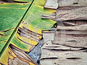 Background of Green Yellow and Dry Brown Banana Leaves on the Floor