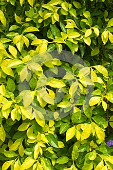 Background green and yellow leaf on outdoor garden.