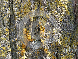 Background of green and yellow moss on a tree trunk up close for texture and detail