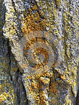 Background of green and yellow moss on a tree trunk up close for texture and detail