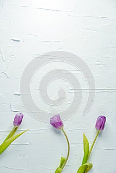 Background, greeting card: bouquet of multicolored tulips on a light background. Layout, mocap, for your text mother`s