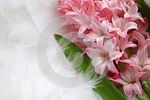 Background for a greeting card: pink flower on plumage