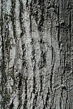Background - grey bark of linden tree
