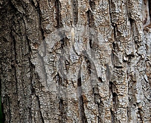 Background Of Grey Brown Tree Bark