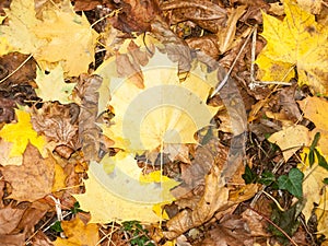 Background of ground brown orange fall autumn leaves floor fores