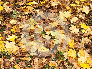 Background of ground brown orange fall autumn leaves floor fores