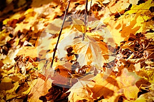 Background group autumn gold, orange leaves. Outdoor.