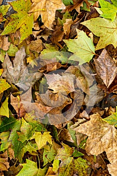 Background group autumn leaves