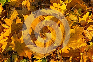 Background group autumn leaves