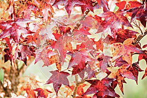 Background group autumn orange leaves photo