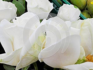 Background of group of white roses flowers