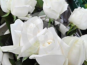 Background of group of white roses flowers, closeup