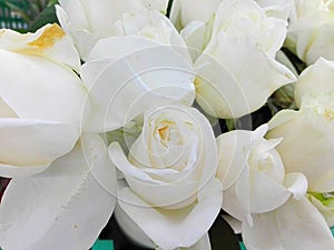 Background of group of white roses flowers, closeup