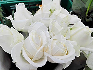 Background of group of white roses flowers, closeup