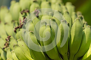 Background of groups of immature tomato market. Agriculture