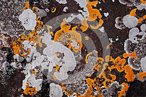 Background of growing orange and white lichen spreading on rough texture of brown rock