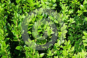 Background of a grown tender twigs of a green bush in the sunligh. Selective focus photo