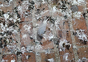 background of guano or Bird feces