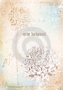 Background hand drawing of chrysanthemum.vector illustration
