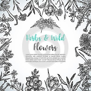 Background with Hand drawn herbs and wild flowers Vintage collection of Plants Floral invitation Vector illustrations in